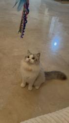 Lost Female Cat last seen Santa margarita catholic hs, Trabuco Canyon, CA 92679