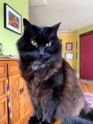 Lost Male Cat last seen Fruitvale, Oakland, CA 94602