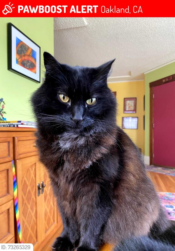 Lost Male Cat last seen Fruitvale, Oakland, CA 94602