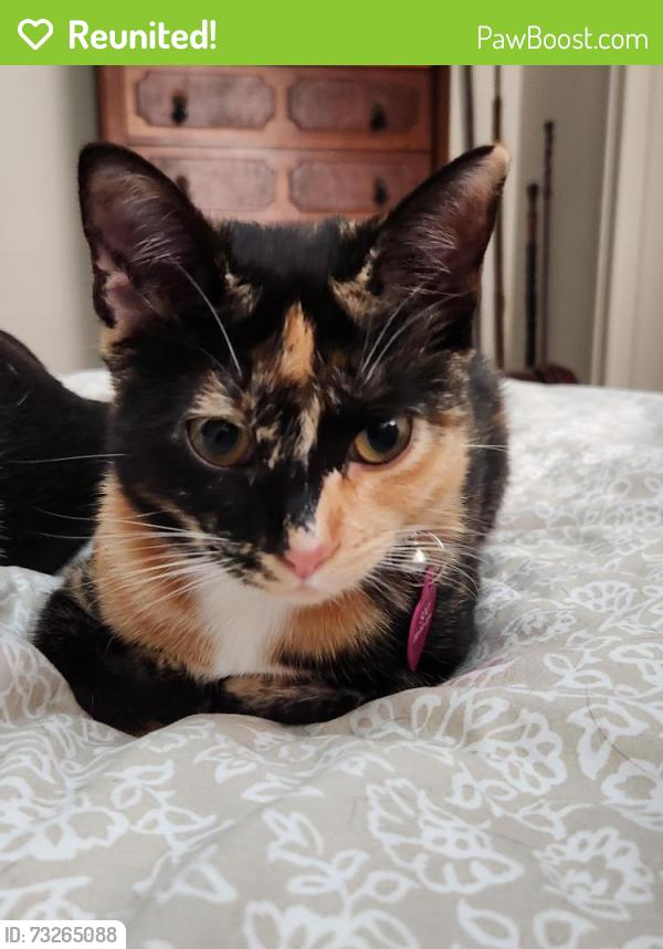 Reunited Female Cat last seen Ridgewood and Oakdale Rd, Roland Park Baltimore, Baltimore, MD 21210