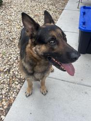 Found/Stray Male Dog last seen Galley and Murray, Colorado Springs, CO 80915