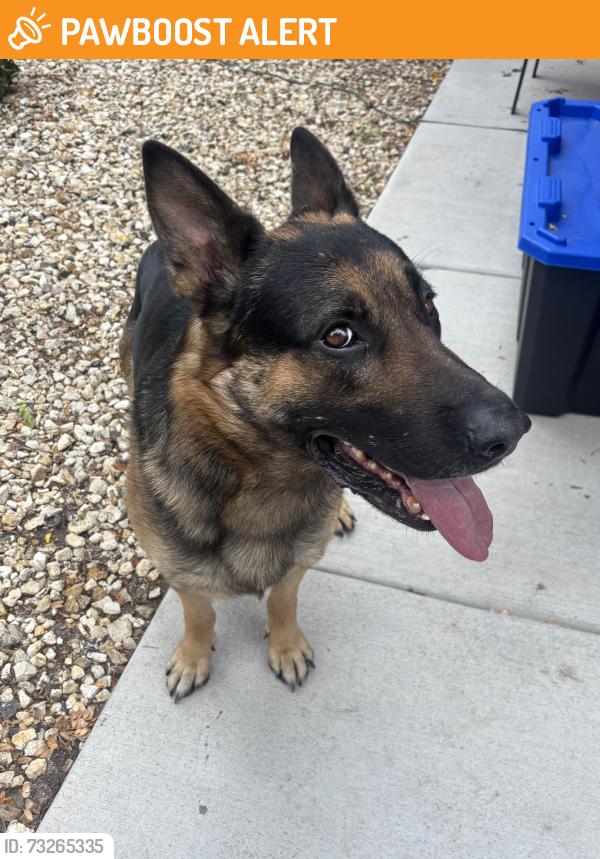 Found/Stray Male Dog last seen Galley and Murray, Colorado Springs, CO 80915