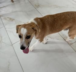 Found/Stray Male Dog last seen Deer Trail/Blue belll/I45/ Veteran Memorial, Houston, TX 77037