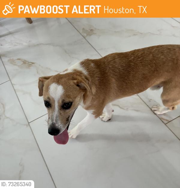Found/Stray Male Dog last seen Deer Trail/Blue belll/I45/ Veteran Memorial, Houston, TX 77037