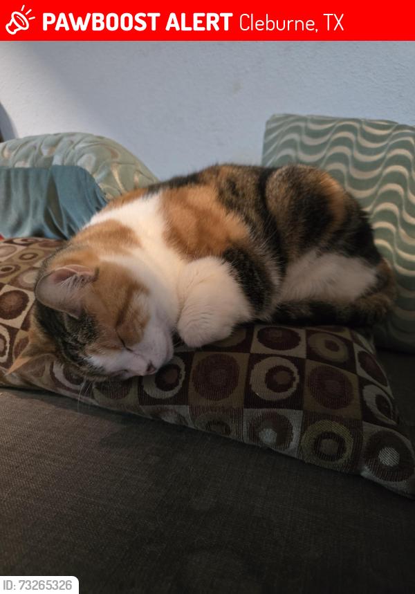 Lost Female Cat last seen Greenbriar lane , Surry place, Cleburne, TX 76033