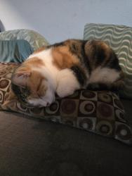 Lost Female Cat last seen Greenbriar lane , Surry place, Cleburne, TX 76033