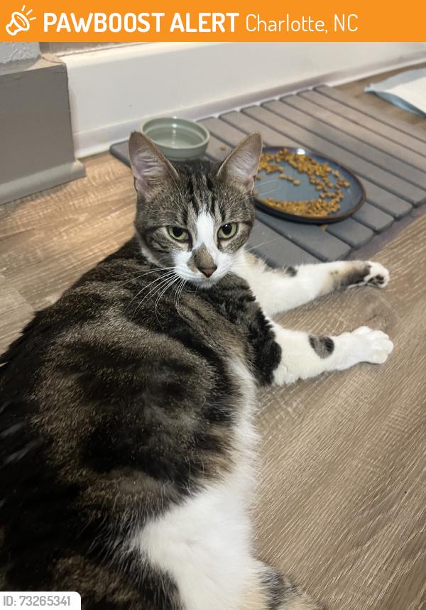 Found/Stray Male Cat last seen Parking lot/bushes at cortland belgate, Charlotte, NC 28262