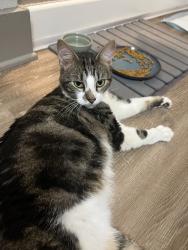 Found/Stray Male Cat last seen Parking lot/bushes at cortland belgate, Charlotte, NC 28262