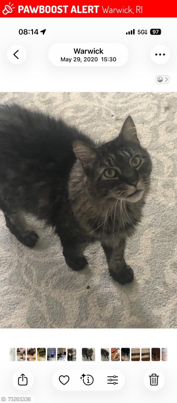 Lost Male Cat last seen Squantum drive, Warwick, RI 02888