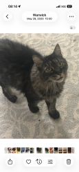 Lost Male Cat last seen Squantum drive, Warwick, RI 02888