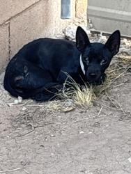 Found/Stray Unknown Dog last seen Five Points Place & Airway rd SW, Albuquerque, NM 87105