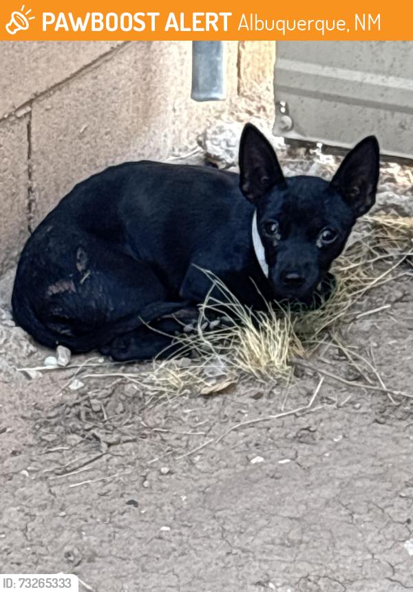 Found/Stray Unknown Dog last seen Five Points Place & Airway rd SW, Albuquerque, NM 87105