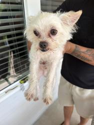 Found/Stray Male Dog last seen Murfreesboro tn, Murfreesboro, TN 37128