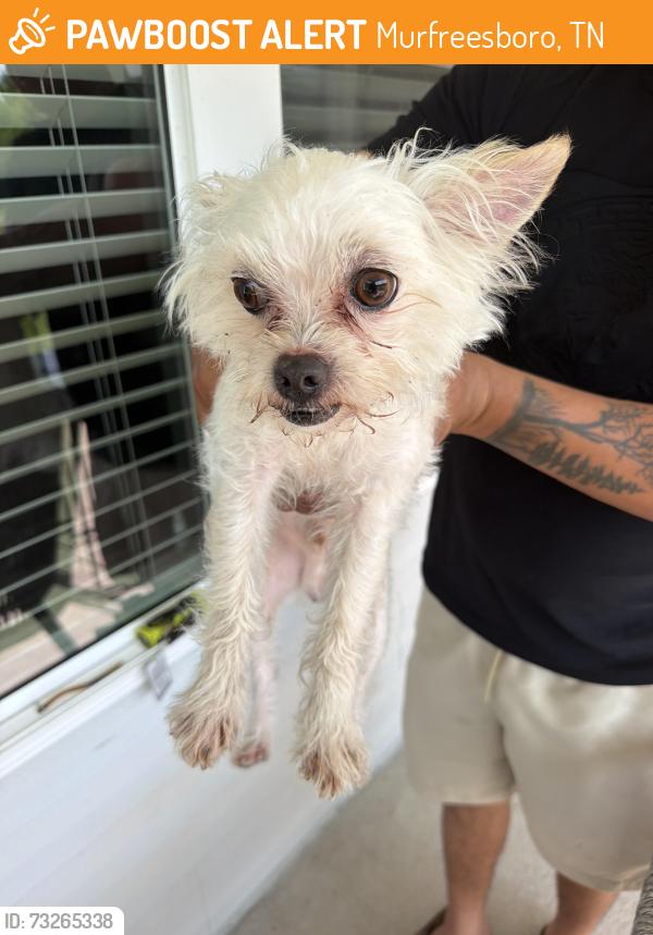 Found/Stray Male Dog last seen Murfreesboro tn, Murfreesboro, TN 37128