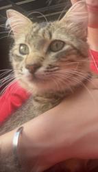 Lost Male Cat last seen Telge, Tomball, TX 77377