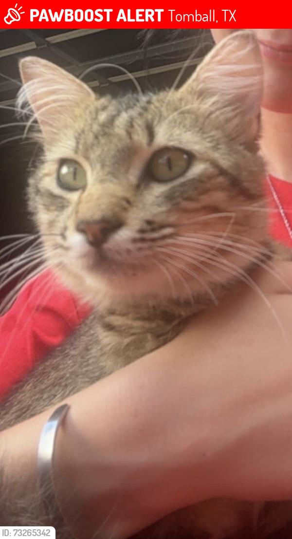 Lost Male Cat last seen Telge, Tomball, TX 77377
