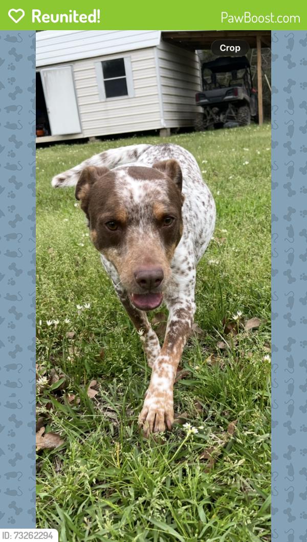 Reunited Male Dog last seen Robinson Creed Road, Huntsville TX, Huntsville, TX 77340