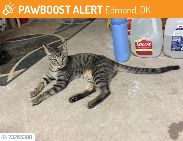 Found/Stray Male Cat last seen Covell Village Dr & Pembroke Dr, Edmond, OK 73003