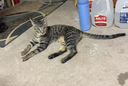 Found/Stray Male Cat last seen Covell Village Dr & Pembroke Dr, Edmond, OK 73003