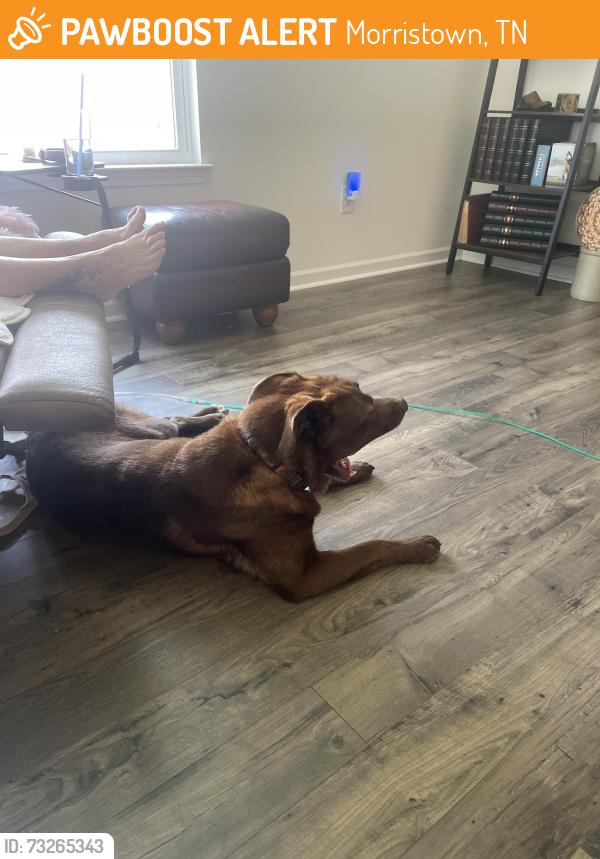 Found/Stray Male Dog last seen Deeringroad and 160, Morristown, TN 37877