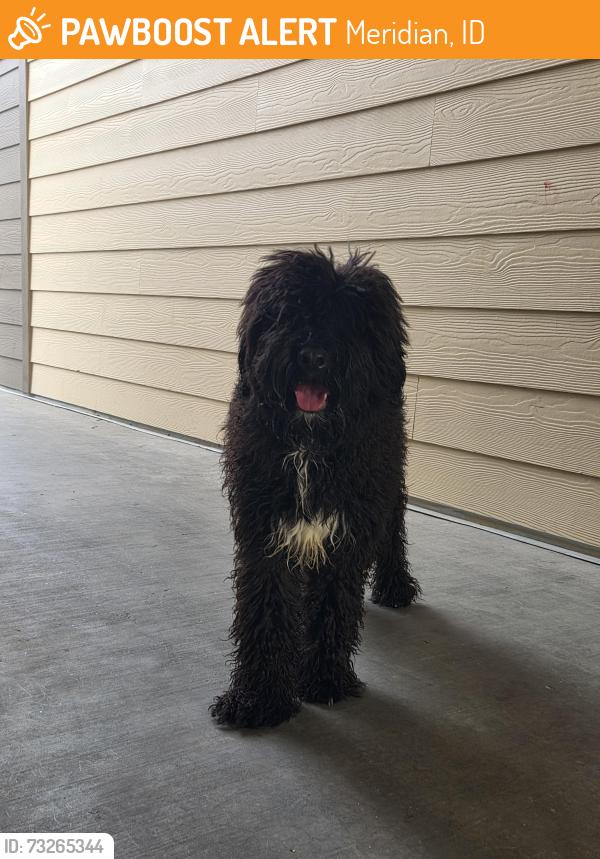 Found/Stray Unknown Dog last seen Meridian Rd and Blue Heron Ln, Meridian, ID 83646