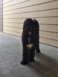 Found/Stray Unknown Dog last seen Meridian Rd and Blue Heron Ln, Meridian, ID 83646