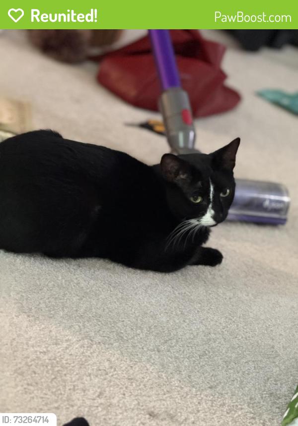 Reunited Female Cat last seen Bridle Ridge Ln / Steeplechase Run Ln, Manassas, VA 20110