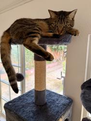 Lost Female Cat last seen E Palomar, Chula Vista, CA 91911