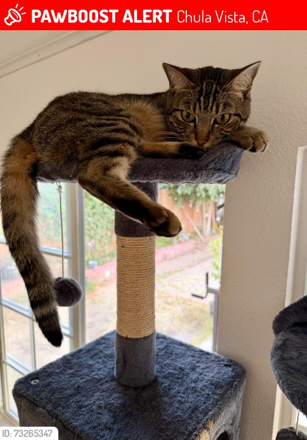 Lost Female Cat last seen E Palomar, Chula Vista, CA 91911
