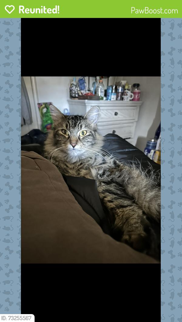 Reunited Female Cat last seen Dairy avenue, Newark, CA 94560