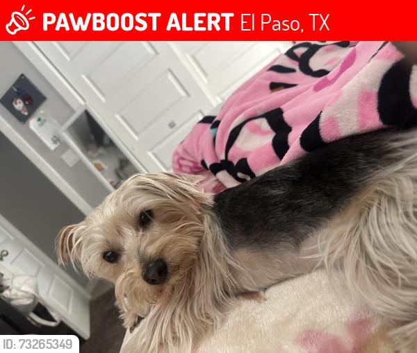 Lost Male Dog last seen Bradford st, El Paso, TX 79928