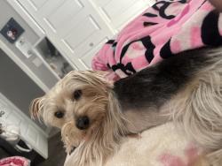 Lost Male Dog last seen Bradford st, El Paso, TX 79928