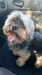 Found/Stray Male Dog last seen W Smoke Ranch Rd & N Torrey Pines Dr, Las Vegas, NV 89108