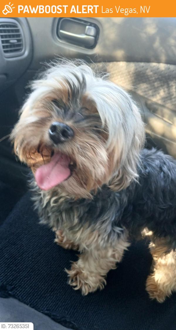 Found/Stray Male Dog last seen W Smoke Ranch Rd & N Torrey Pines Dr, Las Vegas, NV 89108