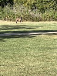 Found/Stray Male Dog last seen He’s roaming around the park he looks scared he alao has a collar., Mansfield, TX 76063