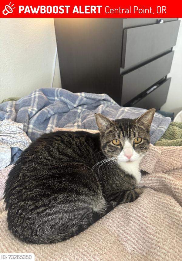 Lost Female Cat last seen Hanley Rd. Central Point, Central Point, OR 97502