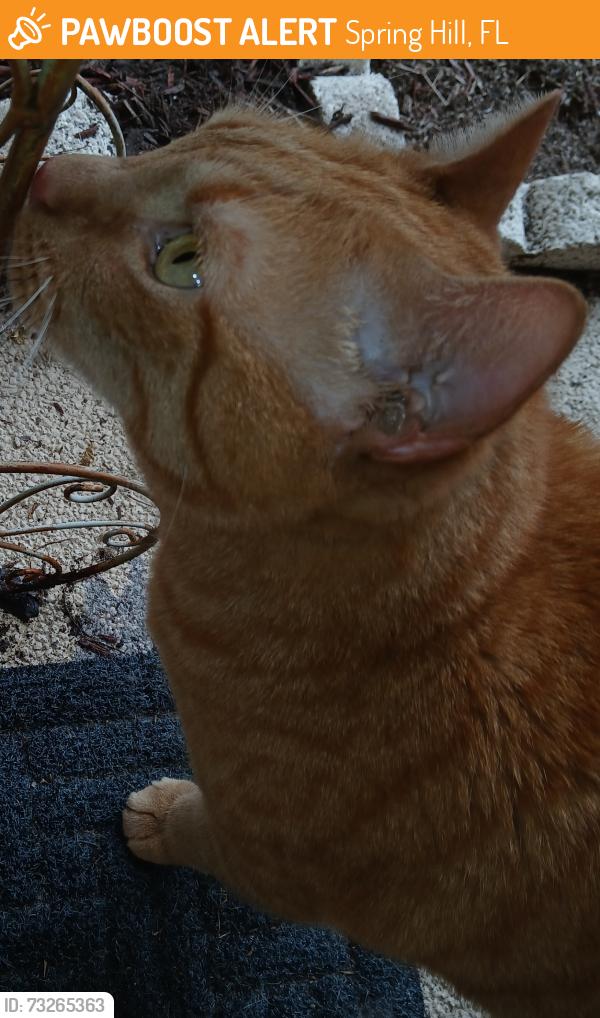 Found/Stray Unknown Cat last seen Linden/Deborah, Spring Hill, FL 34609