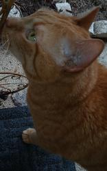 Found/Stray Unknown Cat last seen Linden/Deborah, Spring Hill, FL 34609
