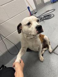 Shelter Stray Female Dog last seen Near, 2600 S Harding St, Indianapolis, IN 46221, USA