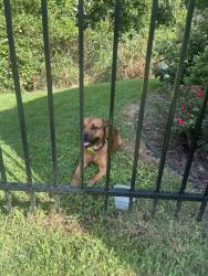 Found/Stray Unknown Dog last seen Coburn drive, Red Bank, TN 37415