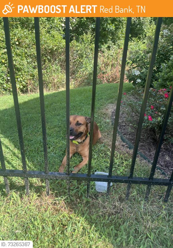 Found/Stray Unknown Dog last seen Coburn drive, Red Bank, TN 37415