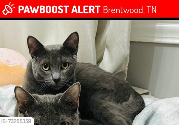 Lost Male Cat last seen Near N Lake De, Brentwood, TN 37027