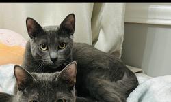 Lost Male Cat last seen Near N Lake De, Brentwood, TN 37027