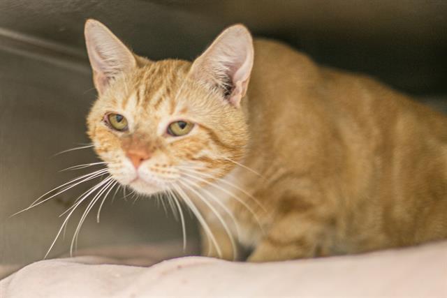 Shelter Stray Male Cat last seen CHARLOTTE, 8315 Byrum Dr, Charlotte, NC 28217, USA