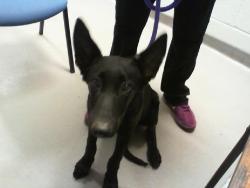 Shelter Stray Male Dog last seen CHARLOTTE, 8315 Byrum Dr, Charlotte, NC 28217, USA