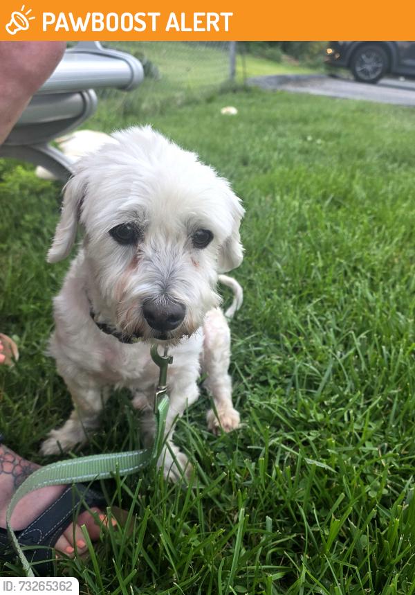 Found/Stray Male Dog last seen Grumpys Bar n Grill, South Whitehall Township, PA 18052