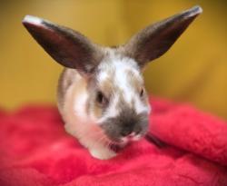 Shelter Stray Female Other last seen , 3201 Lacy St, Los Angeles, CA 90031, USA