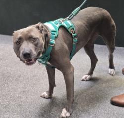 Shelter Stray Female Dog last seen , 3201 Lacy St, Los Angeles, CA 90031, USA