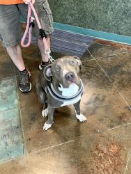 Shelter Stray Female Dog last seen HELENBIRG, 31078 LA-36, Lacombe, LA 70445, USA