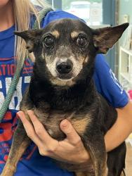 Shelter Stray Female Dog last seen R SINGLETARY RD, 31078 LA-36, Lacombe, LA 70445, USA
